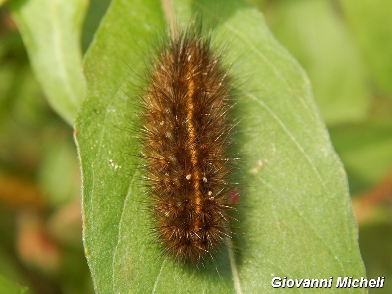 bruco 3 da ID - Cfr. Spilosoma lubricipeda